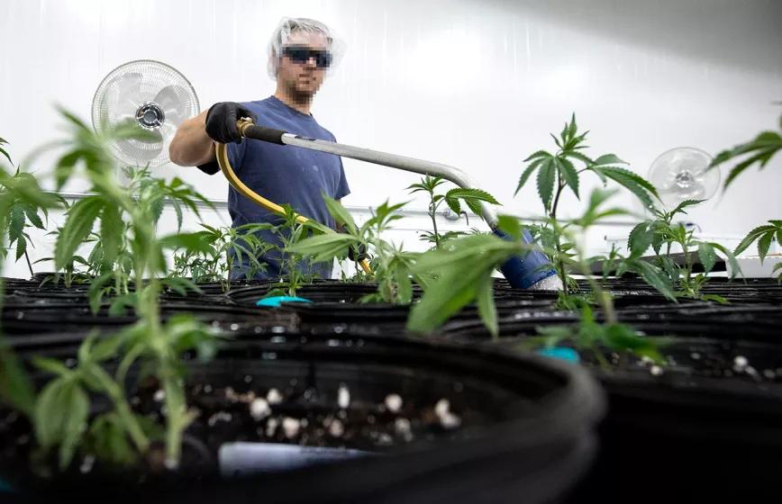 California: los cultivos ilegales de cannabis consumen más agua que los que tienen licencia