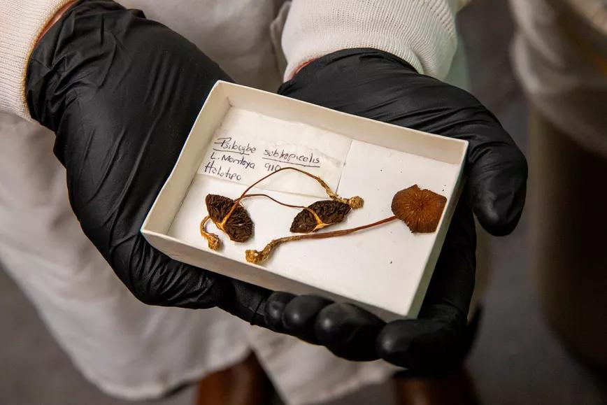 Espécimen de Psilocybe subtropicalis. FOTO: ELIZA PETERSON/NHMU