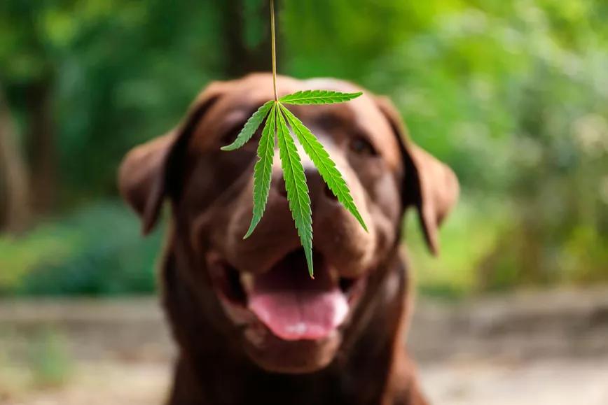 Científicos veterinarios de Brasil descubren la eficacia del cannabis para una enfermedad de la piel común entre los perros
