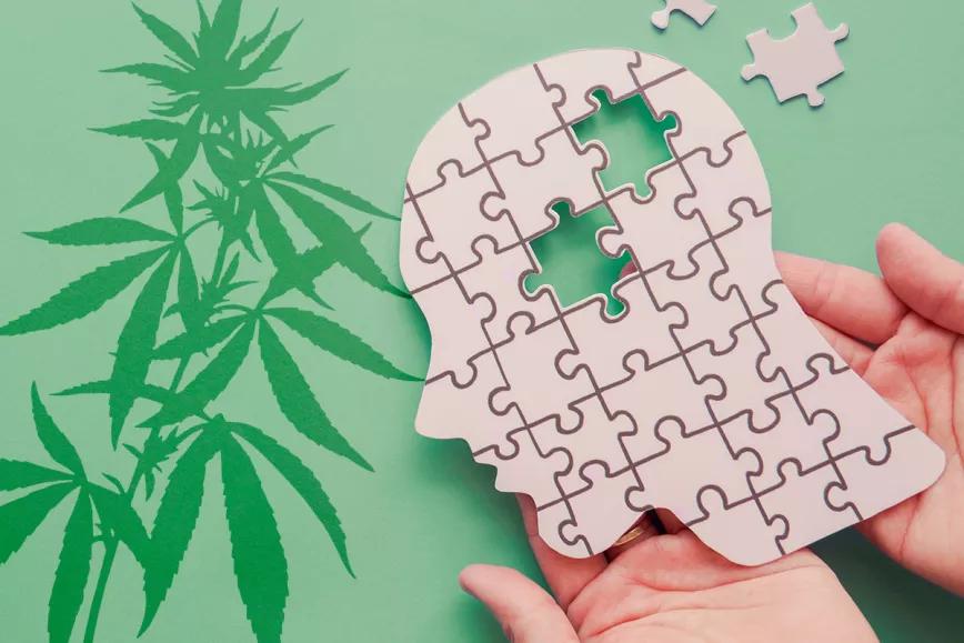 ¿El cannabis afecta la memoria? Un estudio científico asegura lo contrario