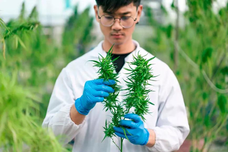 La Universidad de Alicante creó un curso para capacitar en la industria del cannabis