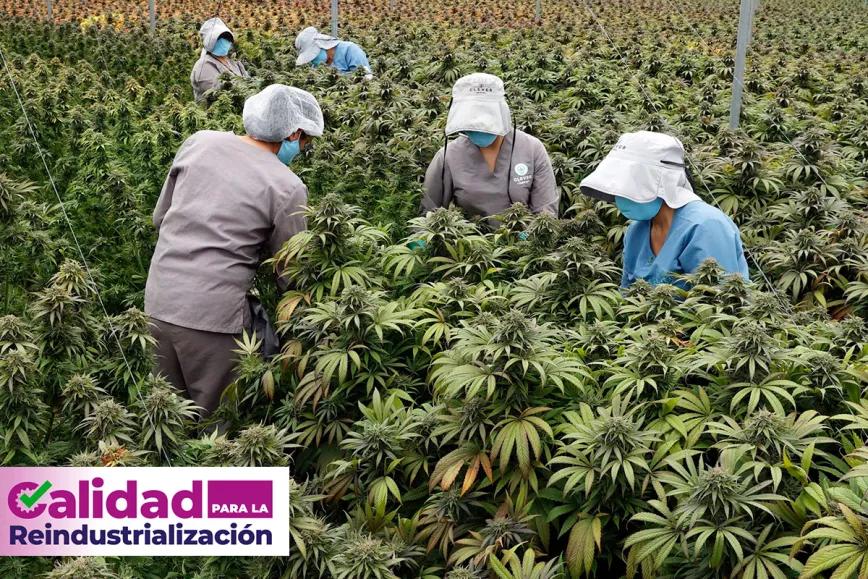 El Gobierno de Colombia dará cursos gratuitos para las pequeñas empresas de cannabis