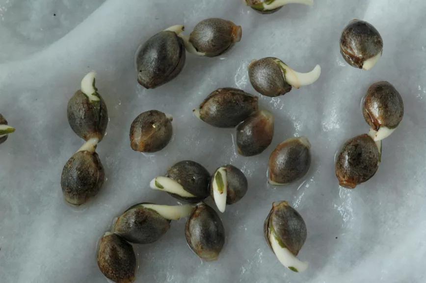 Nueve trucos para empezar en el cultivo de exterior