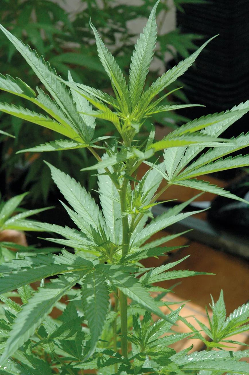 Nueve trucos para empezar en el cultivo de exterior