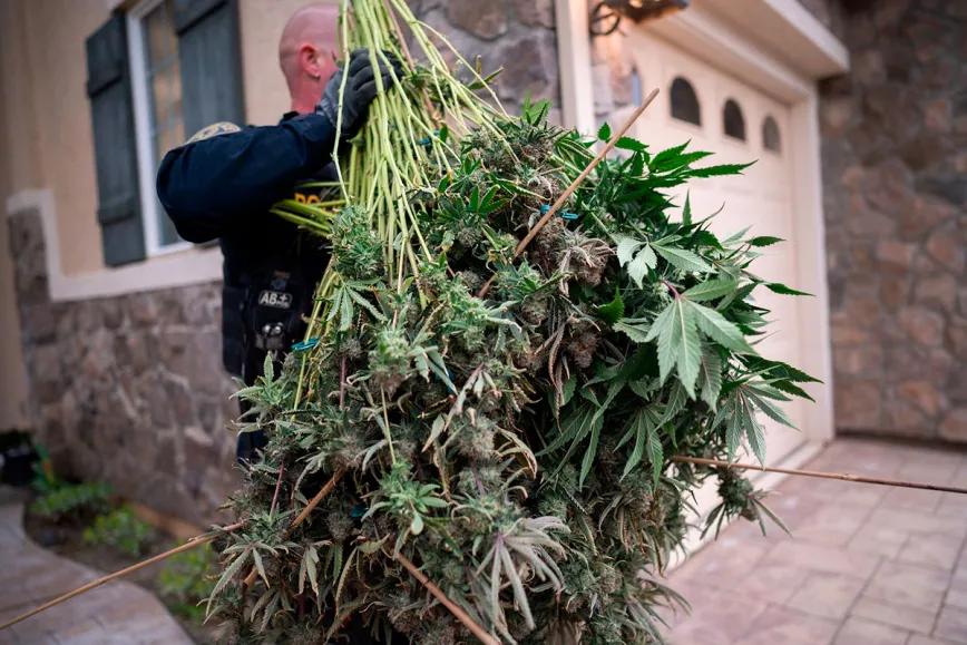 California incautó casi 50 millones de euros de cannabis ilegal en el primer trimestre del 2024