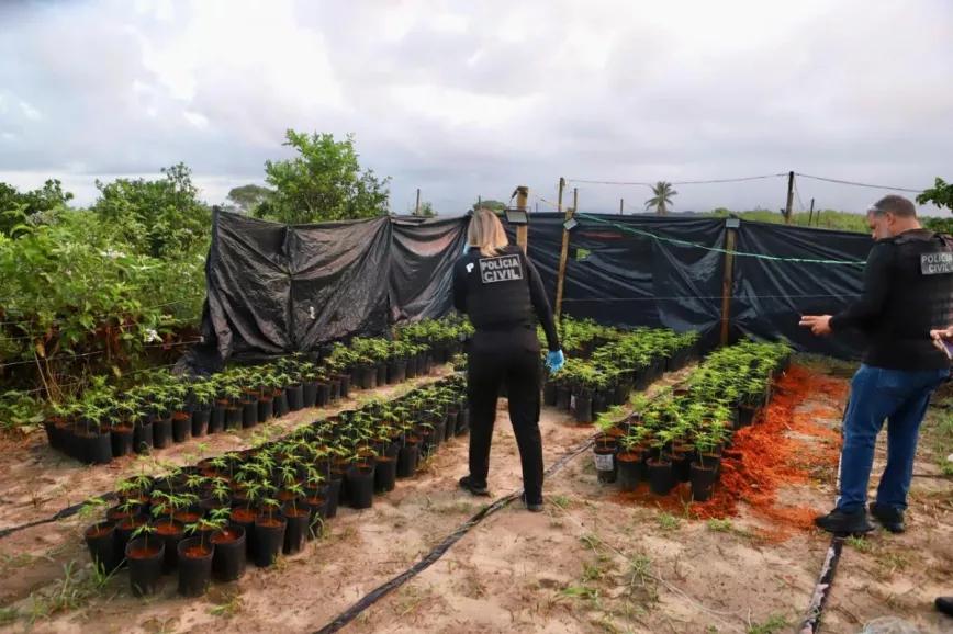 Detienen a cuatro integrantes de una asociación de cannabis medicinal en Brasil