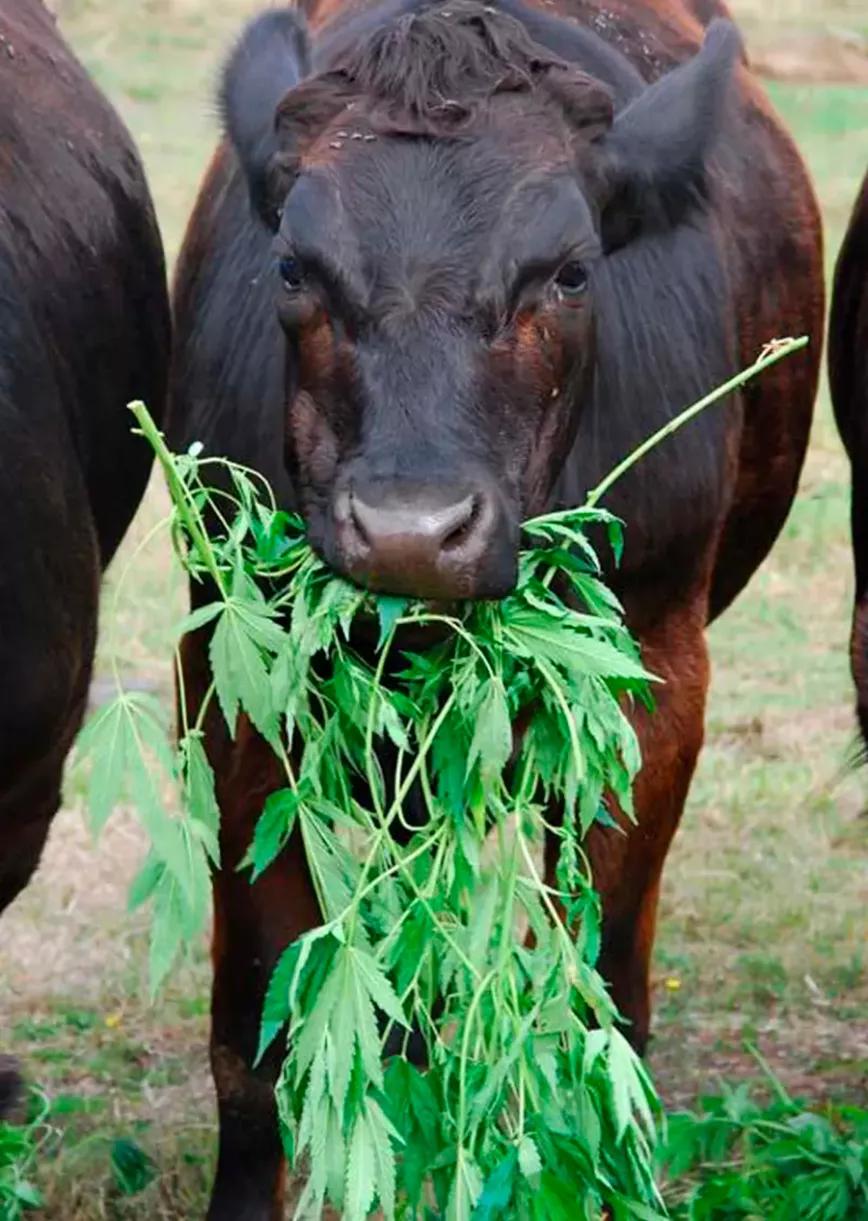 El alimento balanceado de cáñamo reduce el estrés en las vacas
