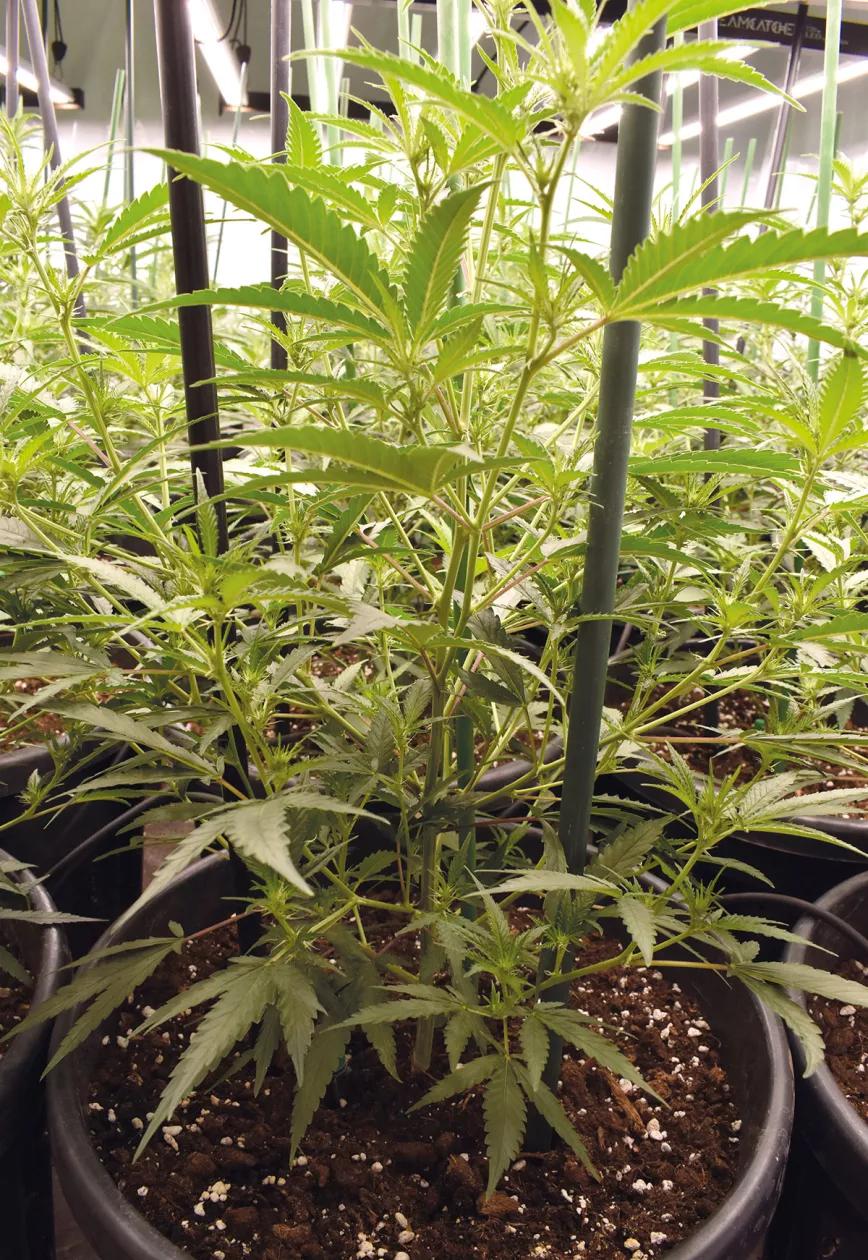 Plantas grandes, optimización del cultivo y máxima producción