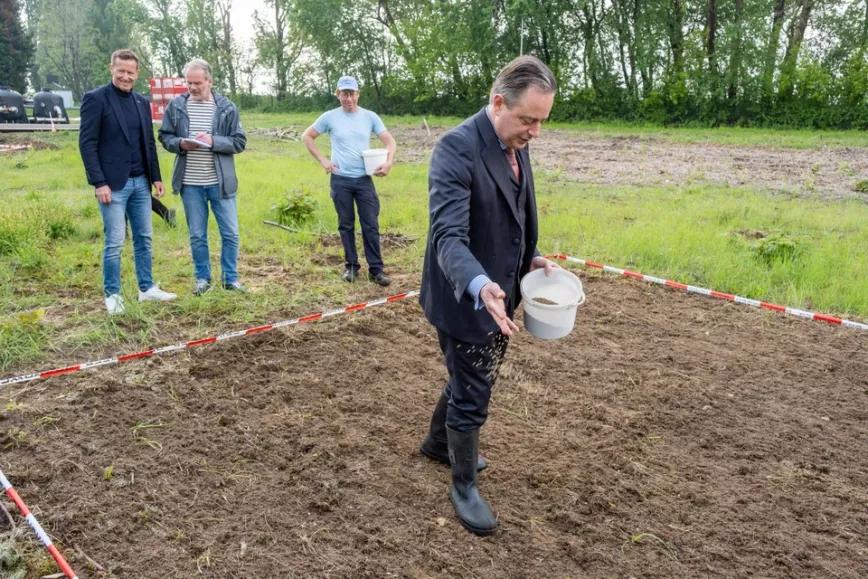 Limpiarán suelos contaminados en Bélgica con el cultivo de cáñamo