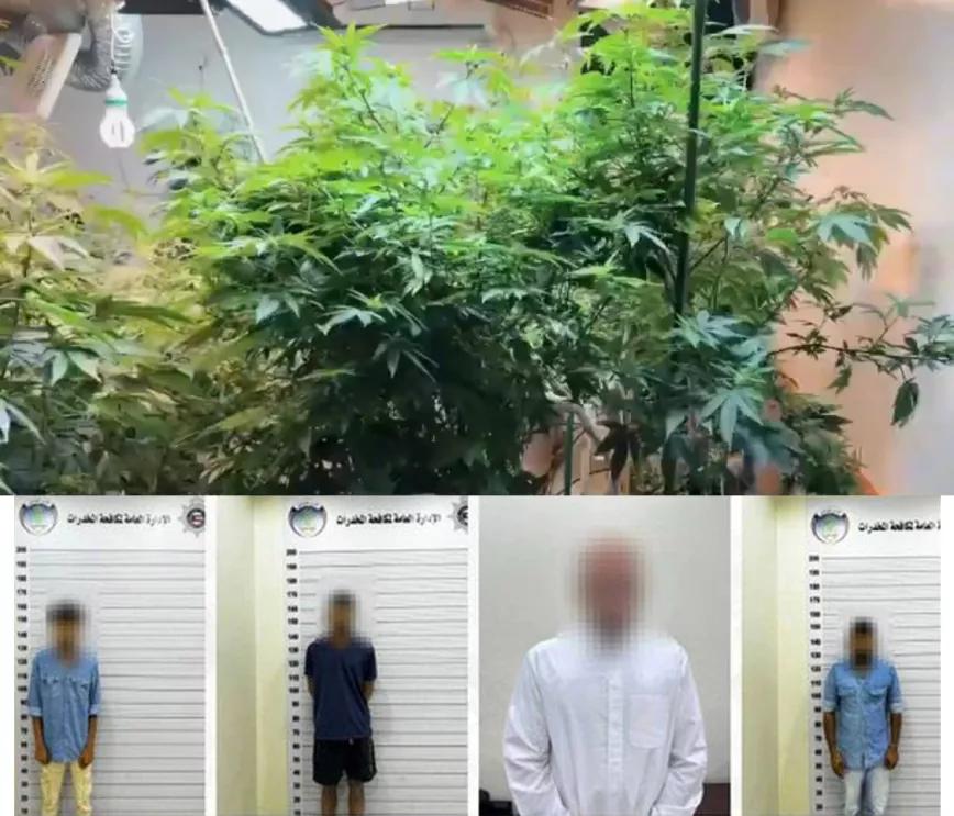 Detuvieron a un miembro de la familia real de Kuwait por cultivar cannabis en su casa