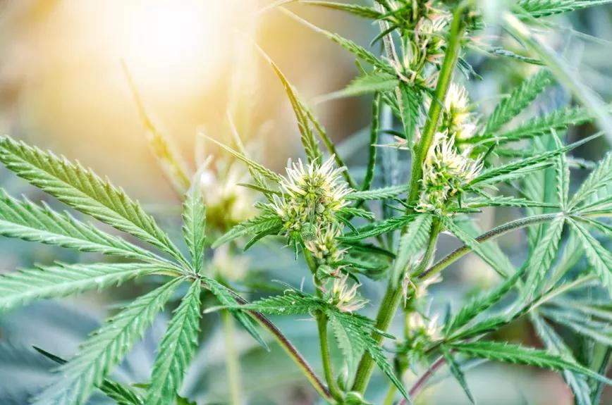 El Parlamento de Canarias promueve la industria medicinal del cannabis