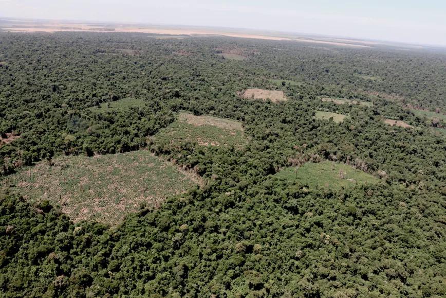 Advierten peligro de desaparición de un área protegida de Paraguay por el cultivo ilegal de cannabis