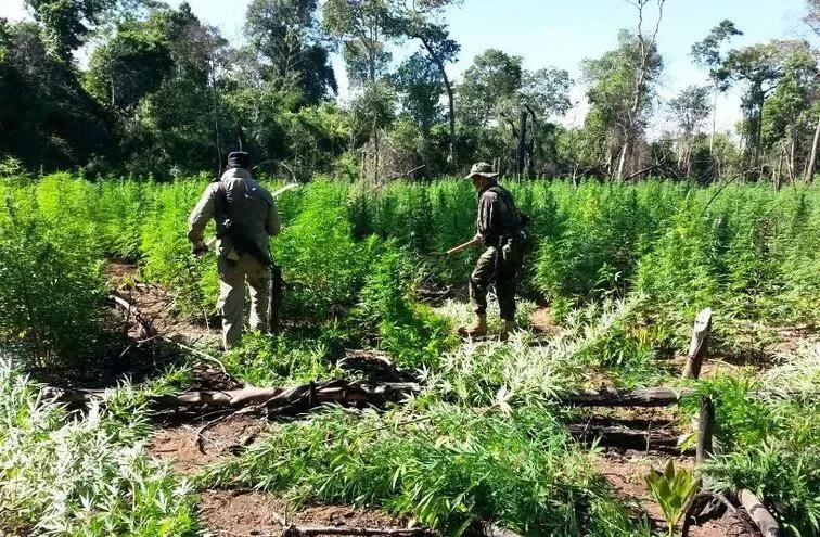 Cultivo ilegal de cannabis en la Reserva Natural del Bosque Mbaracayú