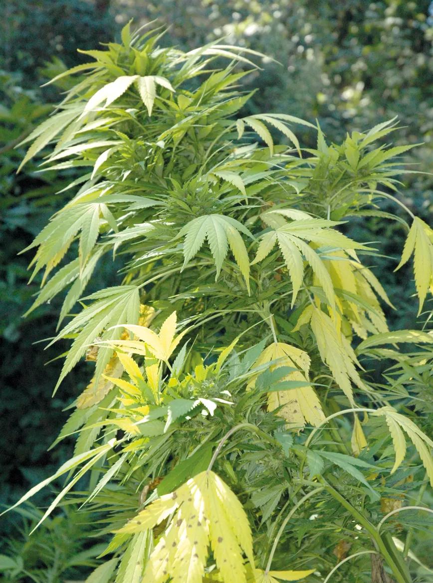 Al final de la floración es normal que las hojas más grandes se pongan amarillas y ello no es un síntoma de falta de nutrientes.