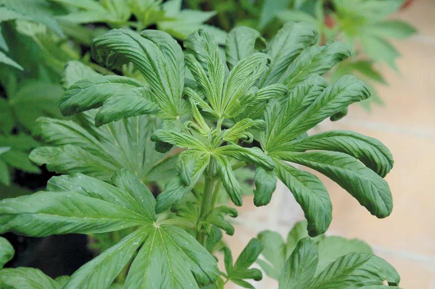 Si las hojas se retuercen en forma de garra, probablemente estemos sobreabonando las plantas.