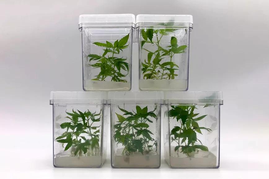 España está comprando clones realizados a partir de la micropropagación in vitro