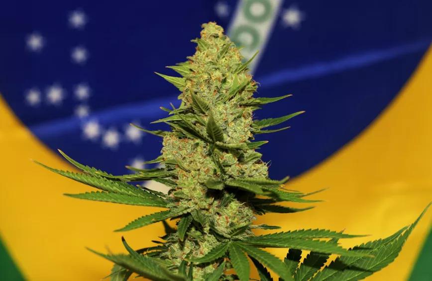 ¿Cuáles son los detalles de la despenalización del cannabis en Brasil?