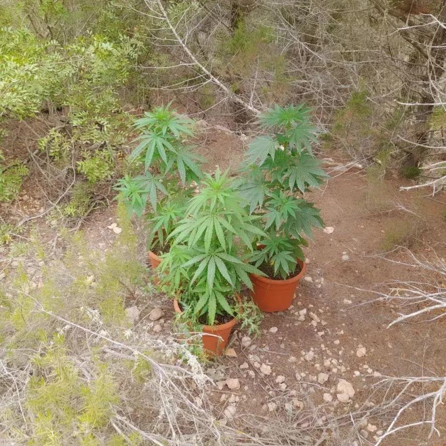 Macetas incautadas por la policia local de Sant Joan de Labritja