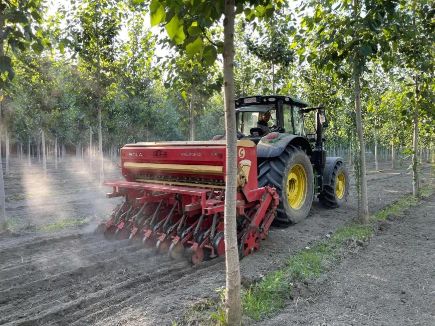 Lanzaron un cultivo de cáñamo en Granada