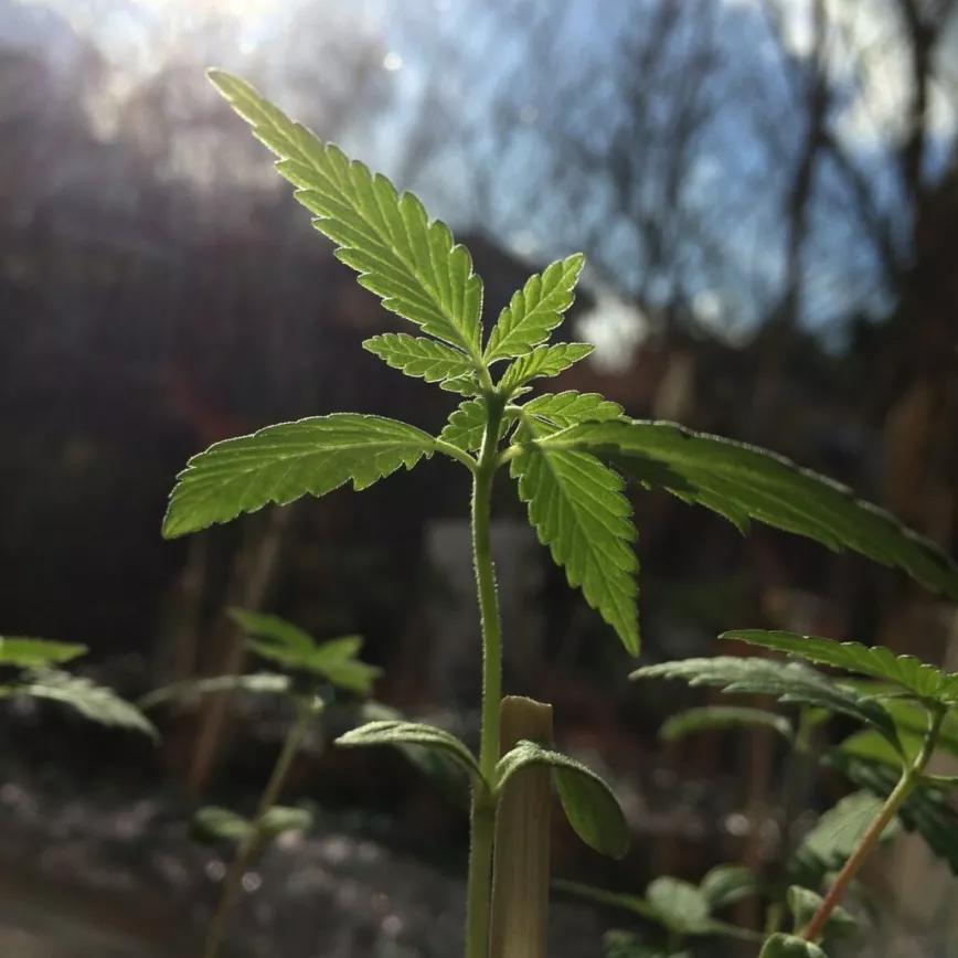 Cultivar cannabis en exterior puede reducir 50 veces las emisiones de carbono