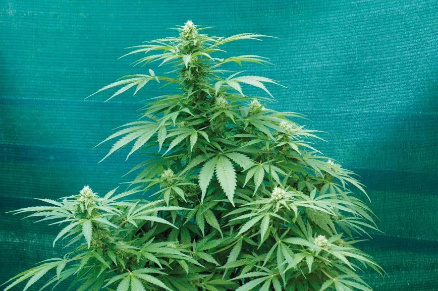 ¡Cosecha en julio!: la técnica de la floración forzada