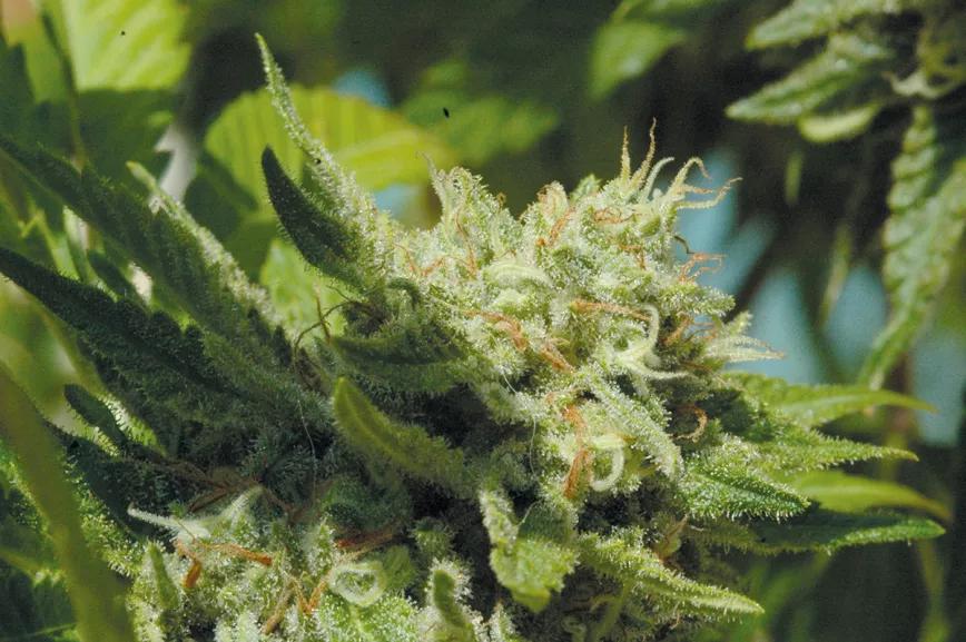 ¡Cosecha en julio!: la técnica de la floración forzada