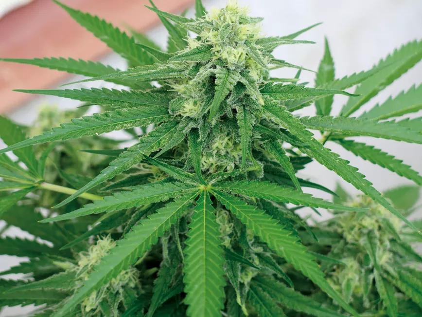 ¡Cosecha en julio!: la técnica de la floración forzada