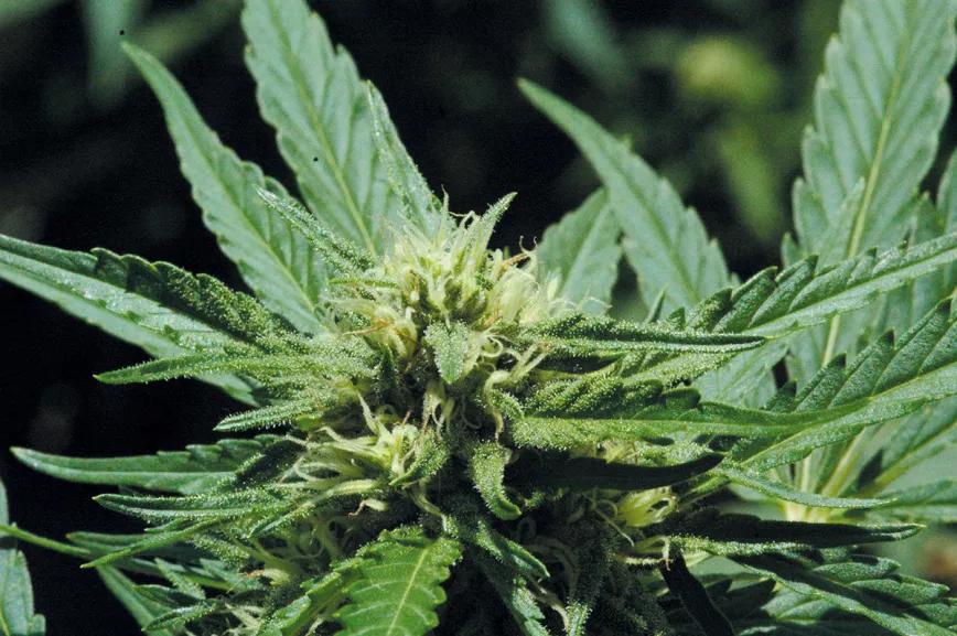 ¡Cosecha en julio!: la técnica de la floración forzada