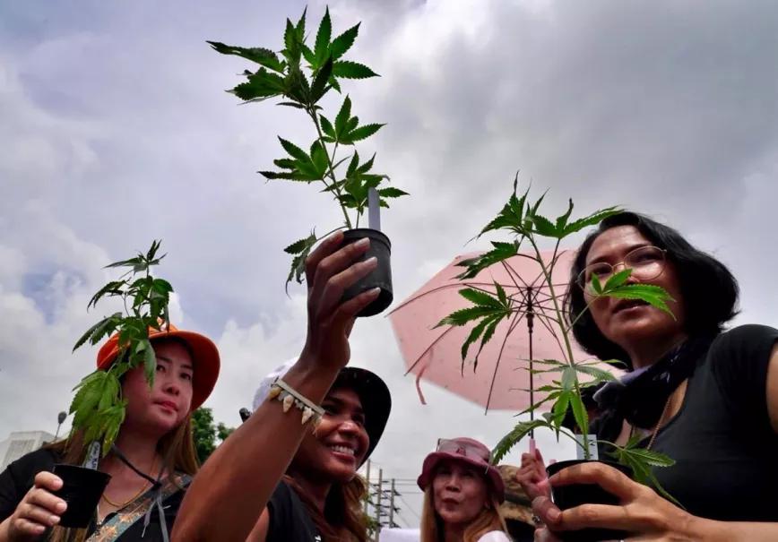 Manifestantes protestan contra la prohibición del cannabis en Tailandia.