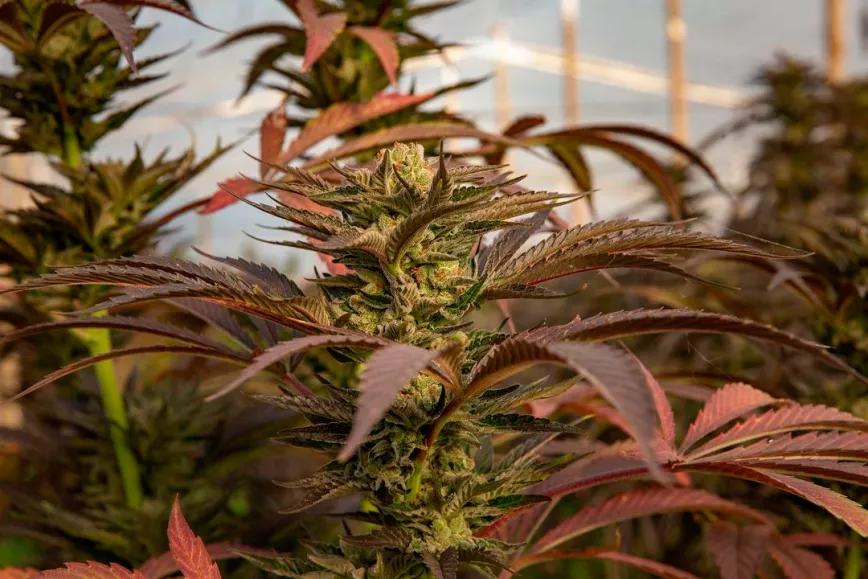 Argentina exportará sus primeras flores de cannabis a Europa y Australia