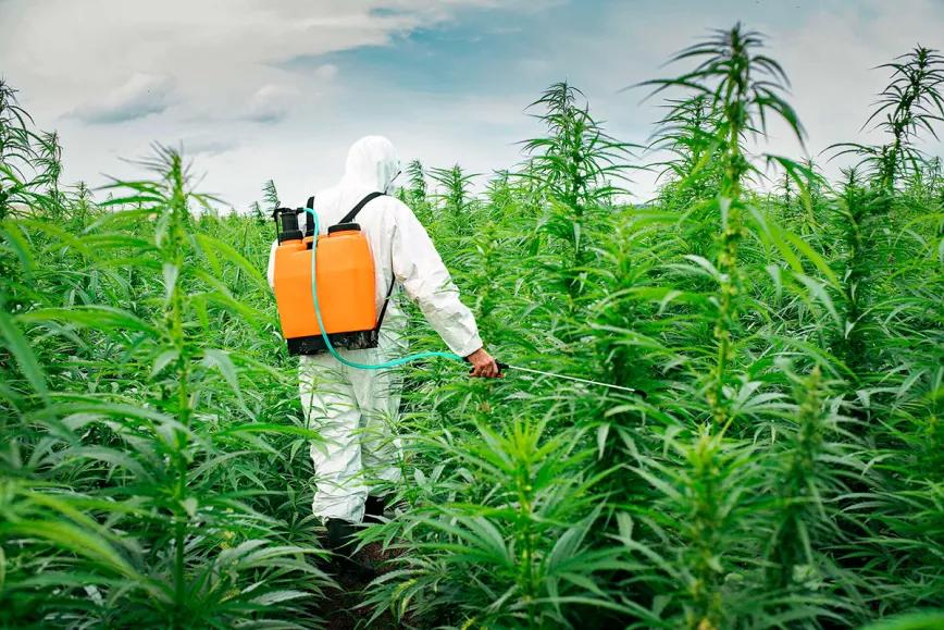 California enfrenta una crisis por la presencia de pesticidas en los productos de cannabis