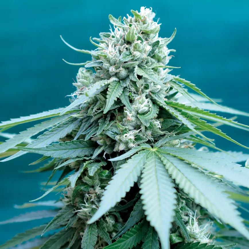 El cultivador artesano empatiza con maría
