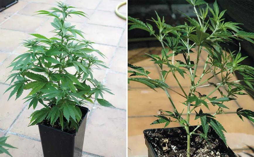 El cultivador artesano empatiza con maría
