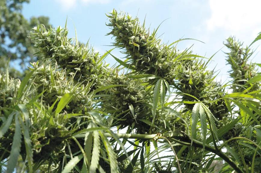 El cultivador artesano empatiza con maría