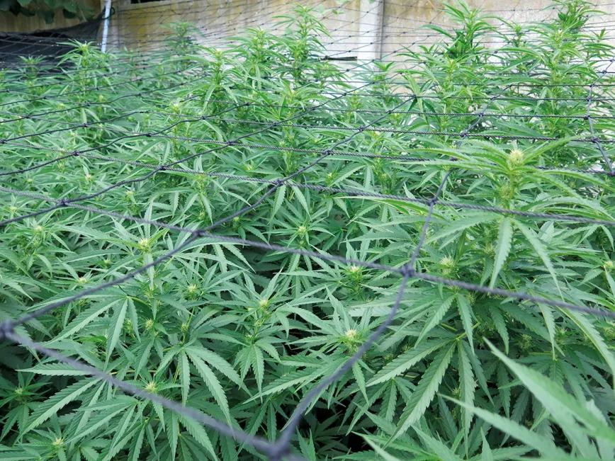 El cultivador artesano empatiza con maría