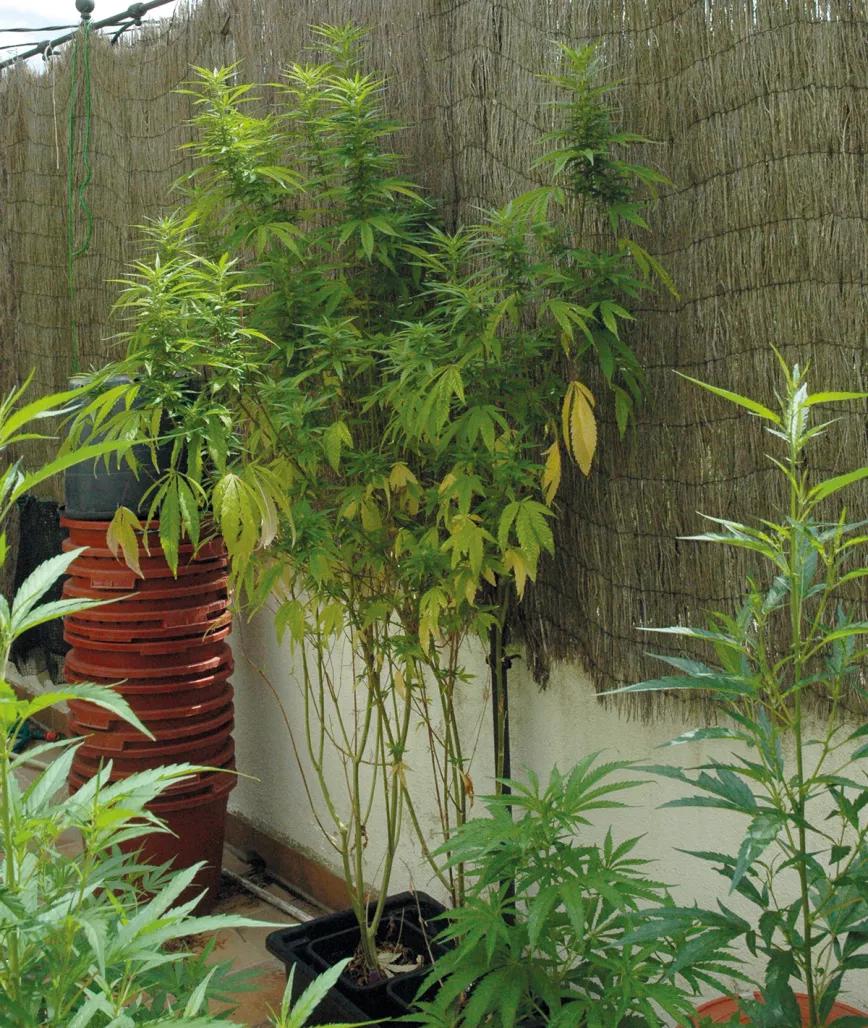 El cultivador artesano empatiza con maría