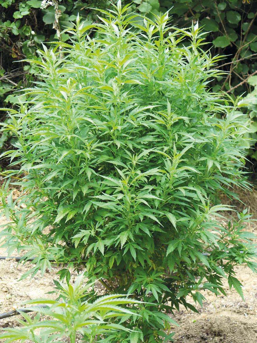 El cultivador artesano empatiza con maría