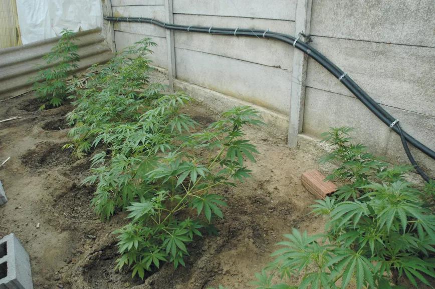 El cultivador artesano empatiza con maría