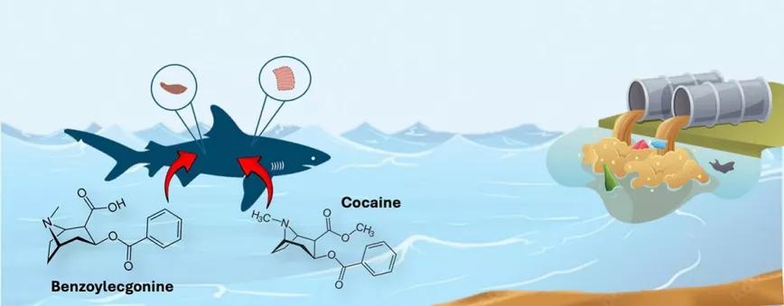 Tiburones cocainómanos