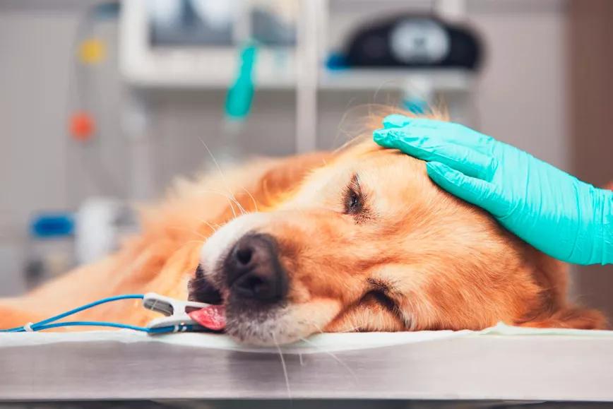 Veterinarios mexicanos usan CBD para reducir el dolor de las perras que son castradas