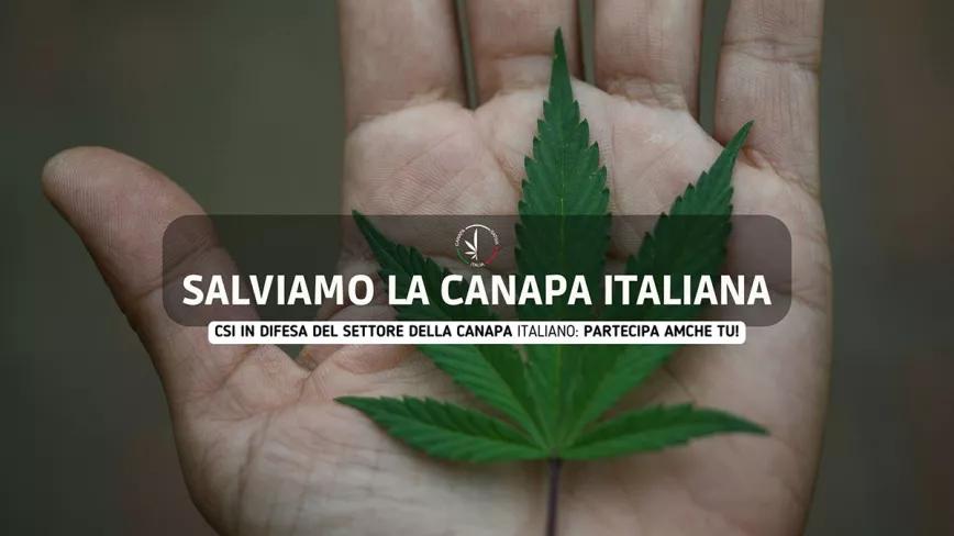 Empresarios cañameros de Italia buscan impedir la prohibición