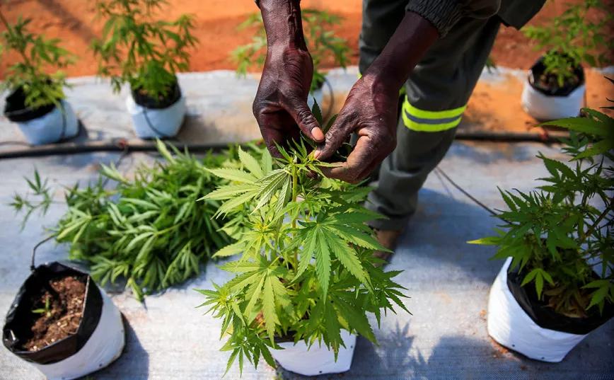 Sudáfrica entregó más de mil licencias productivas de cannabis