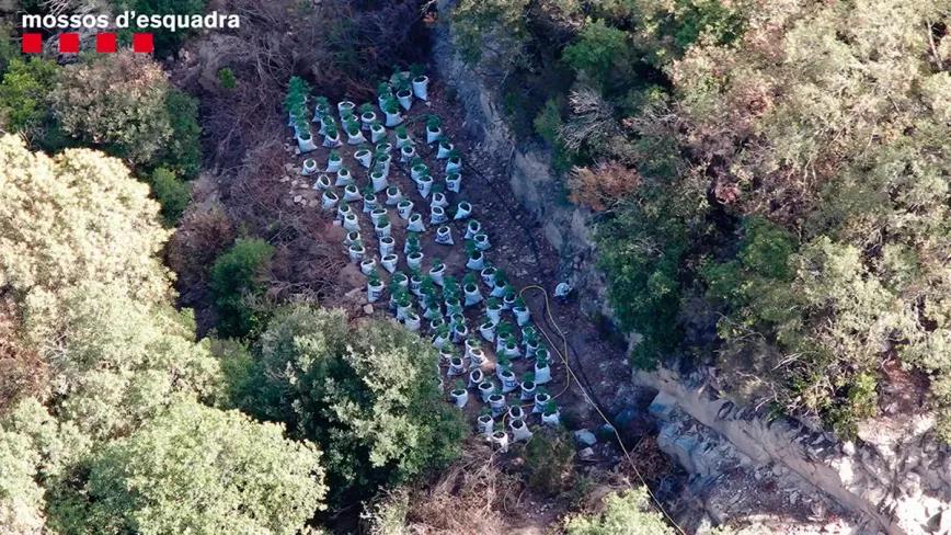 Los Mossos d’Esquadra accederán a imágenes satelitales para detectar cultivos de cannabis