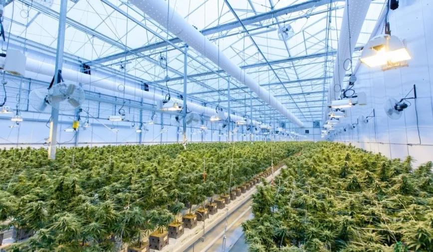 Ruanda inaugurará su primera planta productiva de cannabis