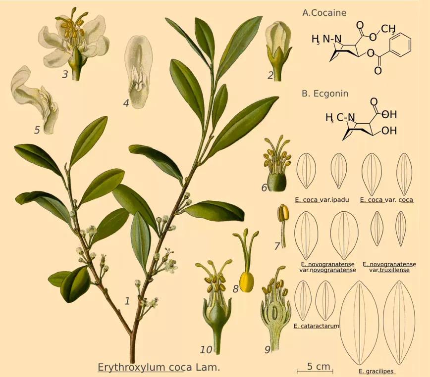 La coca estuvo presente en Europa 200 años antes de lo que se creía