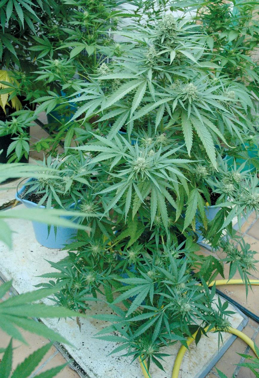 Plantas acaloradas: cómo detectar y combatir el estrés por calor