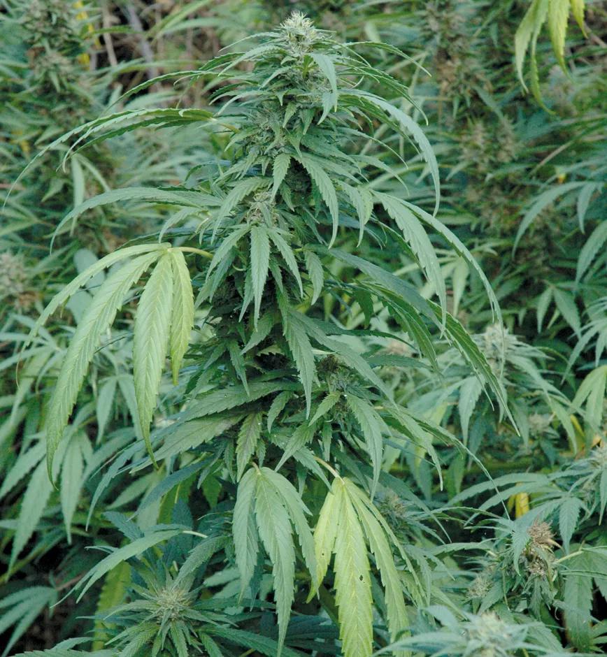 Plantas acaloradas: cómo detectar y combatir el estrés por calor