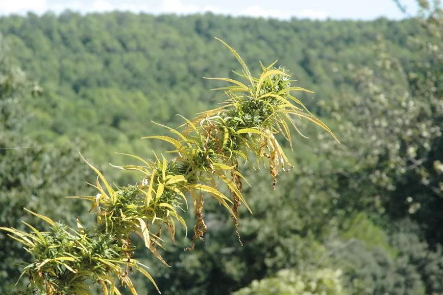 Plantas acaloradas: cómo detectar y combatir el estrés por calor