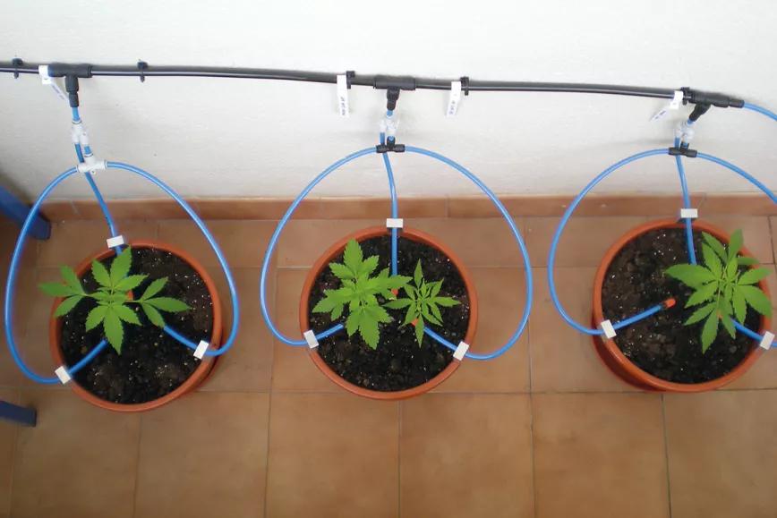 Plantas acaloradas: cómo detectar y combatir el estrés por calor
