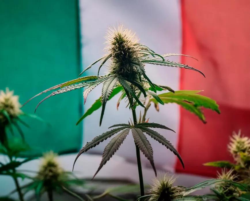 Un Tribunal italiano suspende la prohibición del CBD